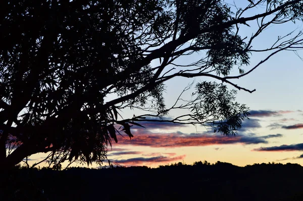 Zonsondergang Door Bomen Bij Bullaburra Blue Mountains Van Australië — Stockfoto