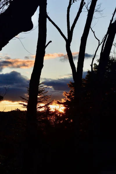 Zonsondergang Door Bomen Bij Lawson Blue Mountaiuns Van Australië — Stockfoto