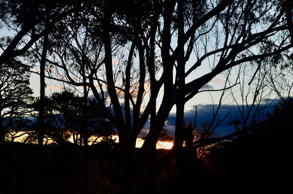 Zonsondergang Door Bomen Bij Lawson Blue Mountaiuns Van Australië — Stockfoto