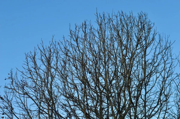 Uma Árvore Sem Folhas Contra Céu Azul Inverno — Fotografia de Stock