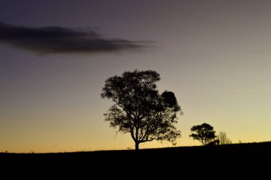 Avustralya, NSW 'deki Hartley' deki bir tarlada ağaçlar