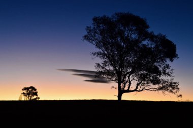 Avustralya, NSW 'deki Hartley' deki bir tarlada ağaçlar