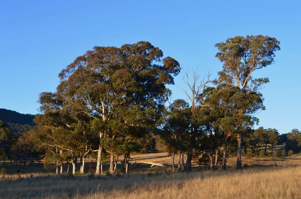 Eucalyptus Bomen Een Zonnig Veld Australië — Stockfoto