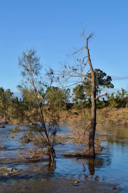 Sidney 'in batısındaki Yarramundi' deki ağaçlar Avustralya seli tarafından hasar gördü ve kökünden söküldü. 