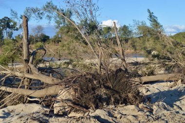 Trees at Yarramundi in western Sydney damaged and uprooted by the Australian floods 