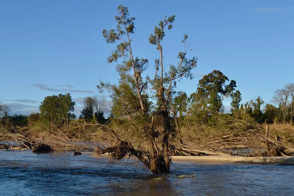 Bomen Bij Yarramundi Westelijk Sydney Beschadigd Ontworteld Door Australische Overstromingen — Stockfoto