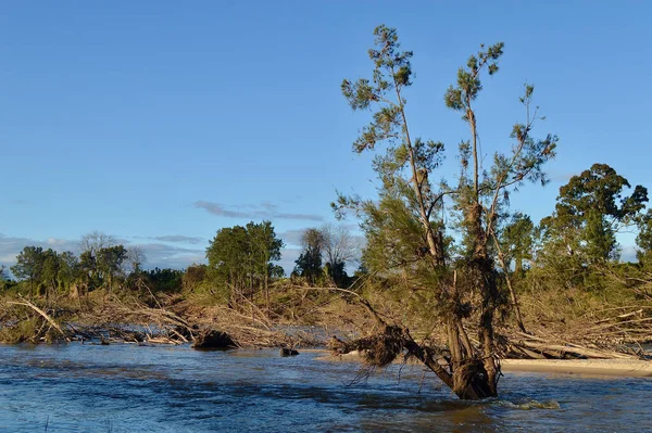 Bomen Bij Yarramundi Westelijk Sydney Beschadigd Ontworteld Door Australische Overstromingen — Stockfoto