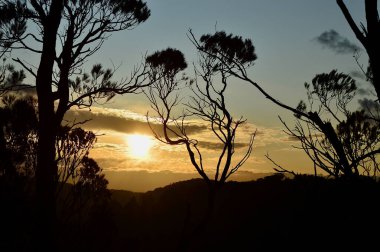Avustralya 'nın Mavi Dağları' ndaki Leura yakınlarında günbatımında siluetler oluşturan ağaçlar.