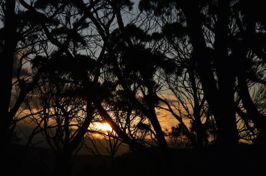 Avustralya 'nın Mavi Dağları' ndaki Leura yakınlarında günbatımında siluetler oluşturan ağaçlar.