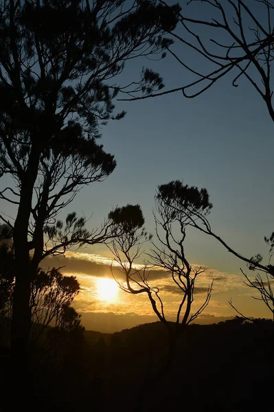 Árvores Silhuetas Pôr Sol Perto Leura Nas Montanhas Azuis Austrália — Fotografia de Stock