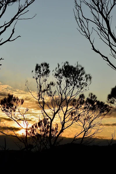Träd Silhuett Vid Solnedgången Nära Leura Blå Bergen Australien — Stockfoto