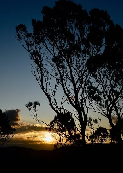 Árvores Silhuetas Pôr Sol Perto Leura Nas Montanhas Azuis Austrália — Fotografia de Stock