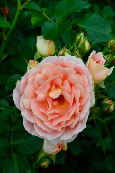 春天的时候 公园里有一朵美丽的粉红色玫瑰 — 图库照片