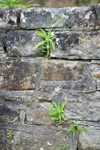 Old Brick Wall Background — Stock Photo, Image