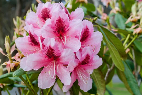 Primer Plano Flores Rododendro Rosado Primavera —  Fotos de Stock