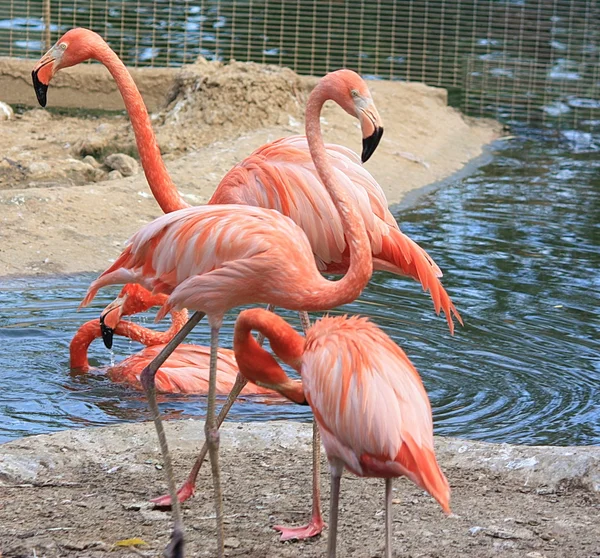 Roze flamingo 's Stockfoto