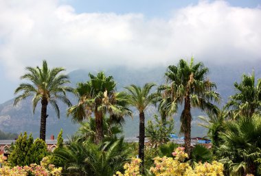 palmiye ağaçları ve bulutlar.