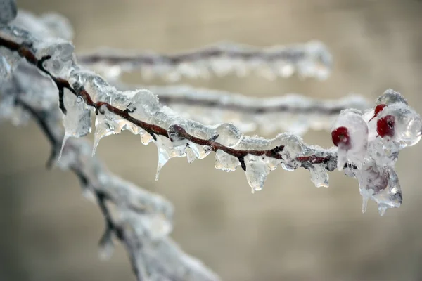 Frozen branch rowan. — Stock Photo, Image