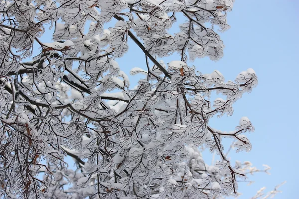 Branches d'arbres couvertes de glace . — Photo