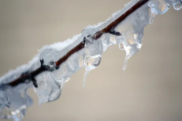 Boomtakken bedekt met ijs. — Stockfoto