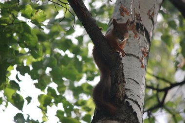 Ağaçtaki sincap