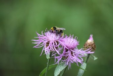 Bal arısı Peygamber üzerinde.