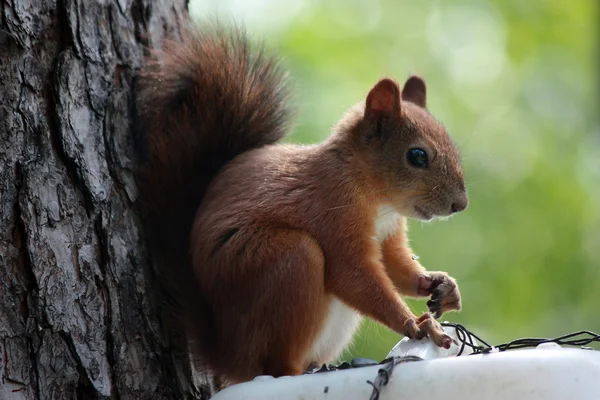 Squirrel On Tree — Stock Photo, Image