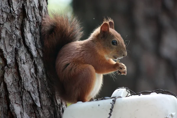 Squirrel On Tree — Stock Photo, Image