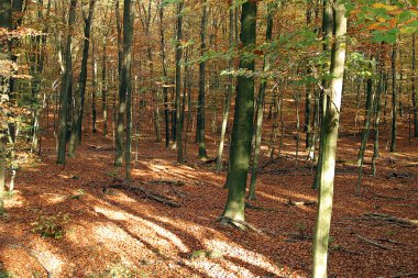 Herbstwald