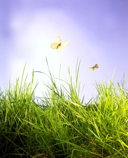 Butterflies sky and grass