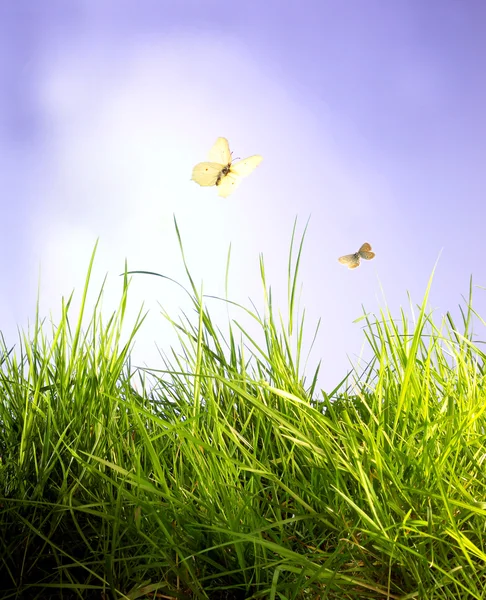 Vlinders hemel en gras Rechtenvrije Stockafbeeldingen