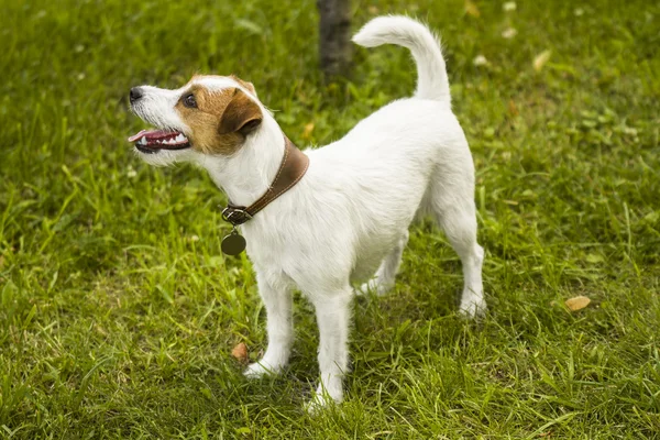 Volwassen hond buiten zomer achtergrond — Stockfoto