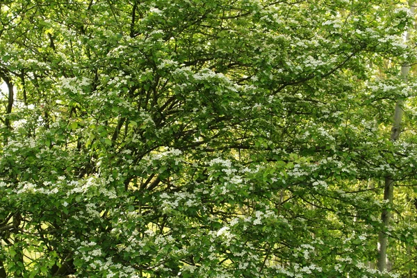 Árbol en el paisaje — Foto de Stock