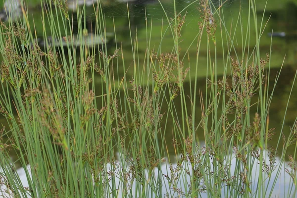 Plantes près des eaux — Photo