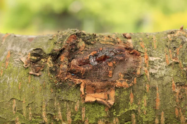 Deel van hout — Stockfoto