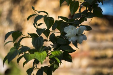 ağacı beyaz çiçek