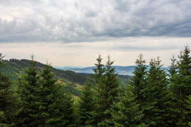 Ormanın içindeki dağlarda sabah sisi. Güzel sabah dağ ormanı manzarası.