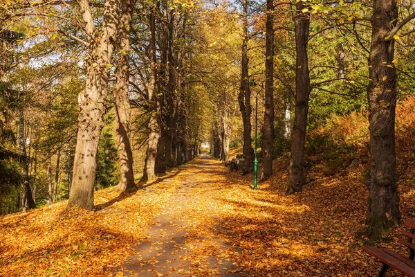 Podzimní Lesní Cesta Oranžový Barevný Strom Červené Hnědé Javorové Listy — Stock fotografie