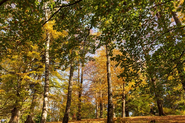 Нижний Вид Вершины Деревьев Осеннем Лесу Великолепная Утренняя Сцена Красочном — стоковое фото