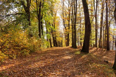 Parktaki altın sonbahar güneşli bir günde
