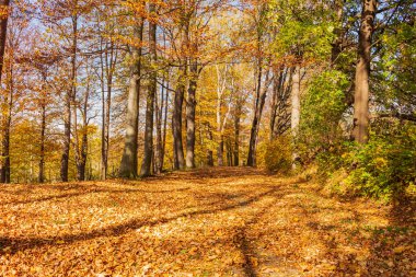Sonbahar orman manzarası sonbahar yaprakları ve altın yaprakları aydınlatan sıcak ışık. Sahnedeki patika, sonbahar orman doğası. Renkli ormanda canlı bir Ekim günü Akçaağaç sonbahar ağaçlarının yolu düşüyor