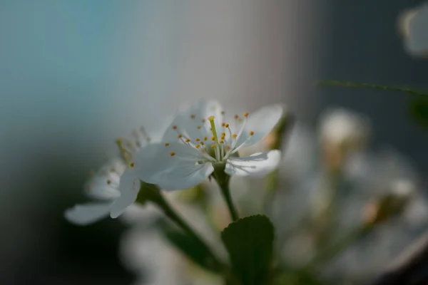 Kwitnąca Jabłoń Wiosną — Zdjęcie stockowe