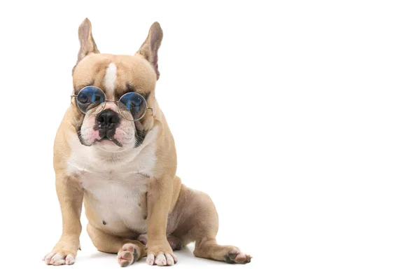 Cute Francuski Buldog Nosić Okulary Siedzi Białym Tle Zwierzę Koncepcji — Zdjęcie stockowe