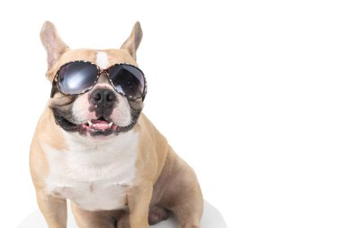 Tatlı Fransız bulldog beyaz arka planda izole edilmiş güneş gözlüğü takıyor, yaz konseptinde evcil hayvanlar ve hayvanlar.
