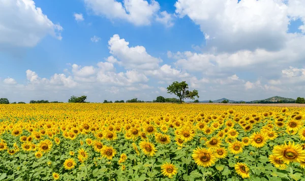 Campo Girassóis Florescendo Fundo Céu Azul Lop Buri Thailand — Fotografia de Stock