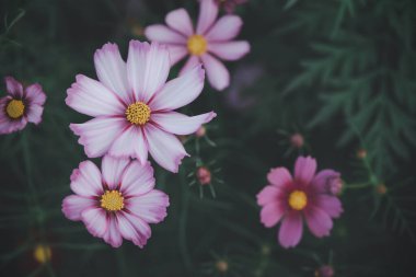 Bahçedeki güzel pembe kozmos çiçeğini bağbozumu tonuyla kapatmış, doğa çiçeği arka plan konsepti.