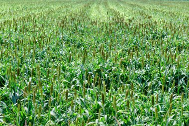 Yaz mevsiminde Lop Buri 'de harika Millet arazisi, tarım fabrikası kavramı