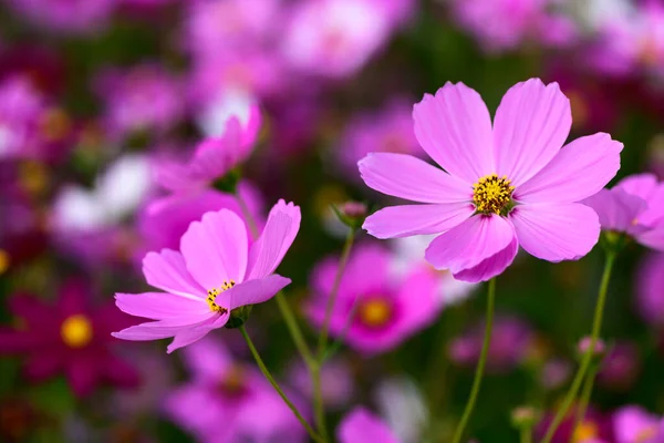 Geschlossen Schöne Rosa Kosmos Blume Garten Natur Blume Hintergrundkonzept — Stockfoto