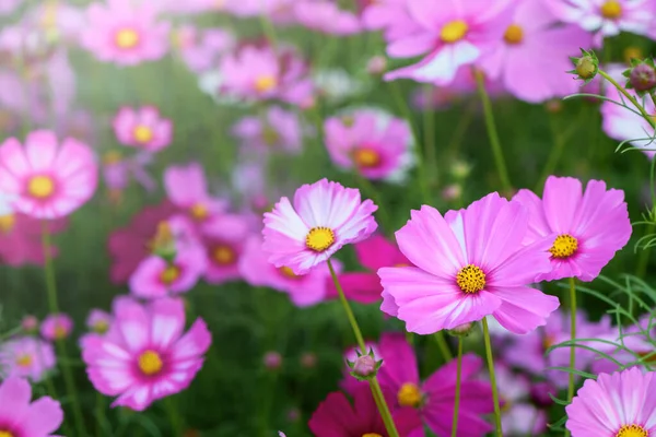 Geschlossen Schöne Rosa Kosmos Blume Garten Natur Blume Hintergrundkonzept — Stockfoto