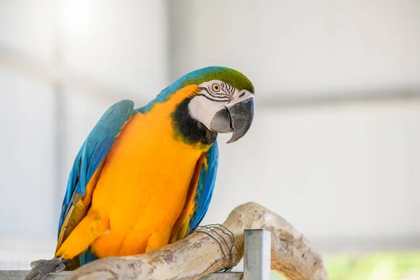 Όμορφο Μπλε Κίτρινο Παπαγάλο Macaw Σκαρφαλωμένο Ένα Κλαδί Κατοικίδιο Ζώο — Φωτογραφία Αρχείου